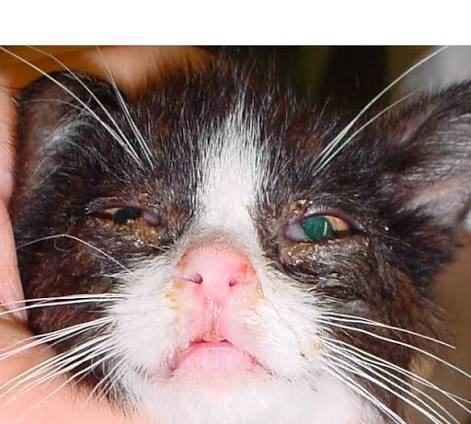 KEDİ NEZLESİ,GRİBİ 